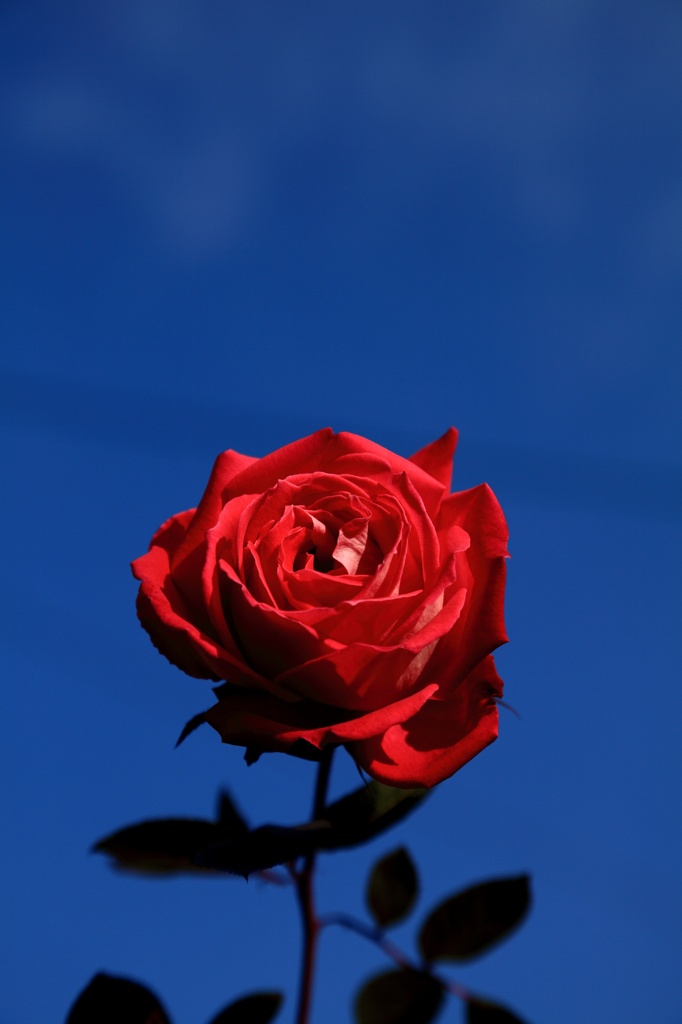 晴天の薔薇