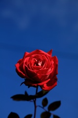 晴天の薔薇