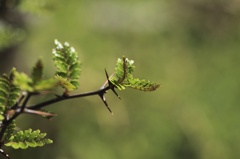 新芽