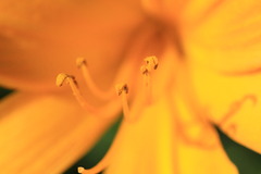 IMG_1051