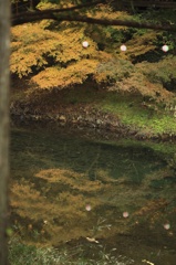 水面に映る、黄葉