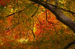 紅葉の屋根
