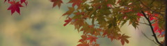 栞