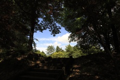 森を抜けると夏空