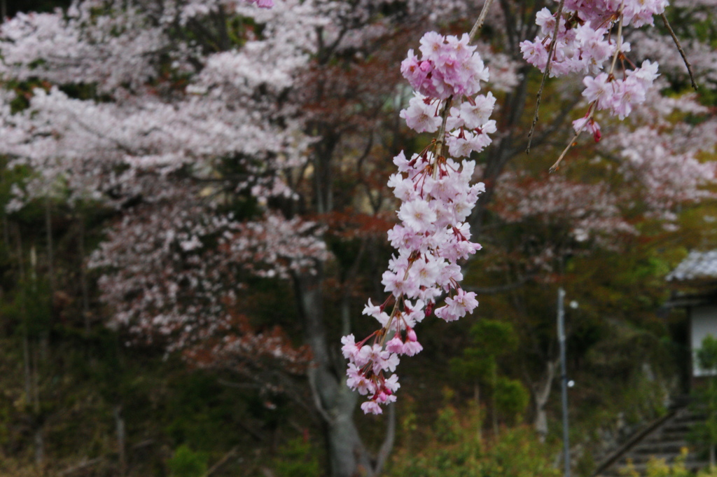 縁側からの花見