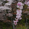 縁側からの花見