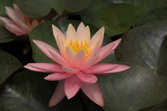 睡蓮