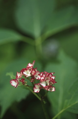 紫陽花１
