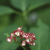 紫陽花１