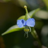 小さな野花３
