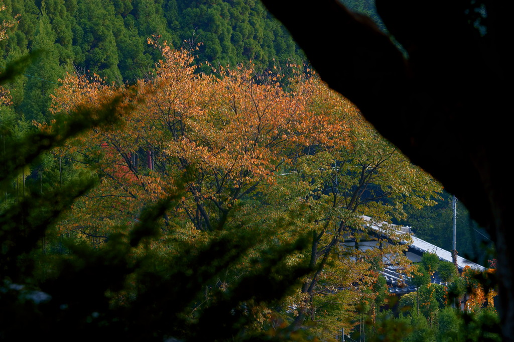 緑の中の紅葉