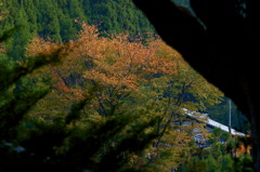 緑の中の紅葉