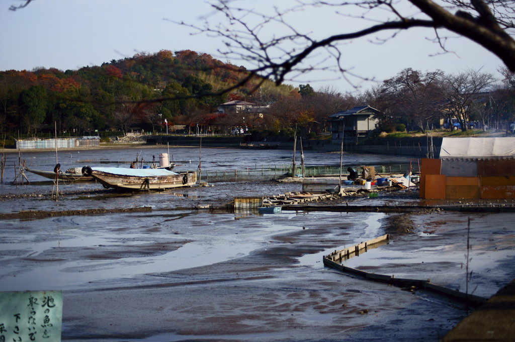 京都、冬の風物詩
