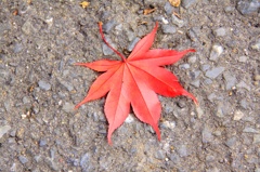 落葉