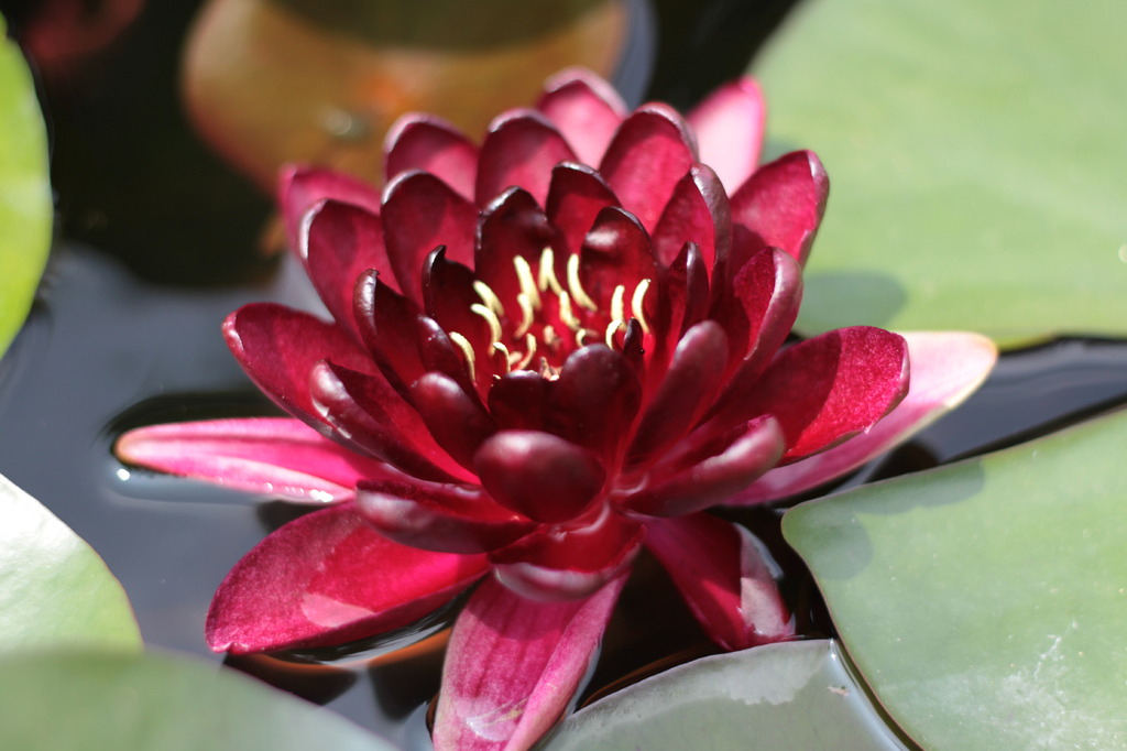 睡蓮（ブラックプリンセス）