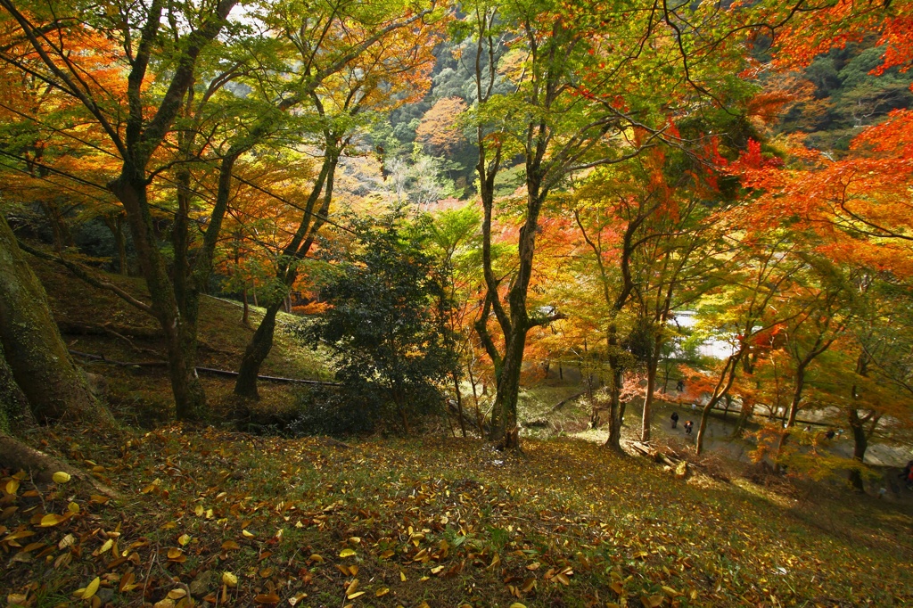 散歩道