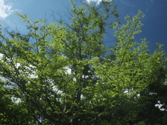 深緑の夏