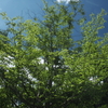 深緑の夏