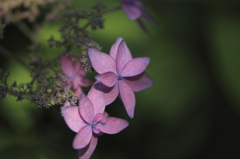 紫陽花２