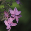 紫陽花２
