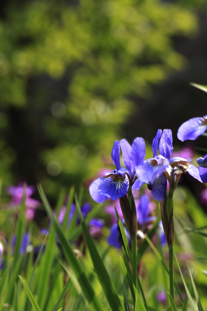 花菖蒲