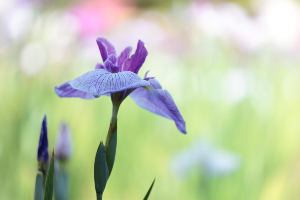 やわらかな花びら