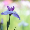 やわらかな花びら