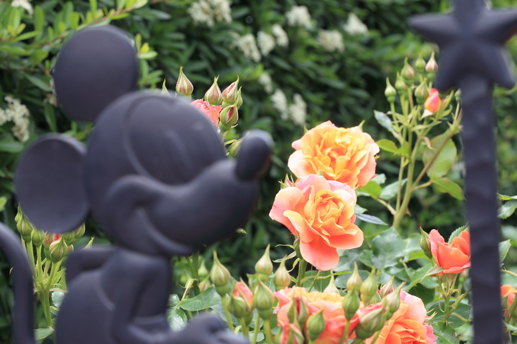 Disneyland rose