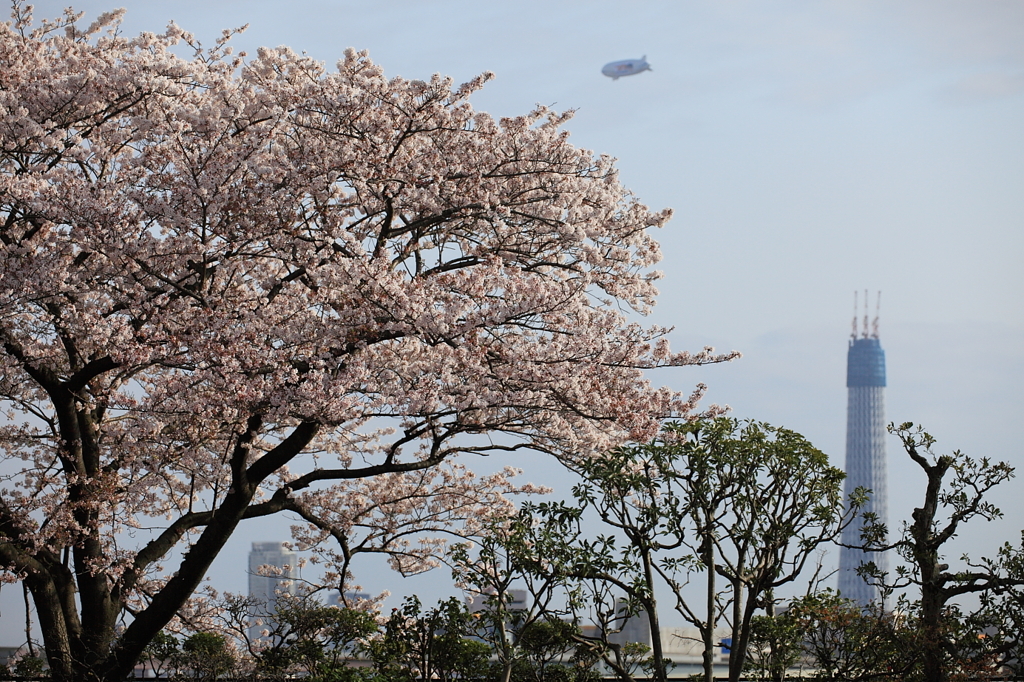 東京が一番美しい日