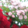 Ｐｉｎｋ & Ｒｅｄ