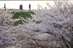 さくらいろの川面の風をうけて