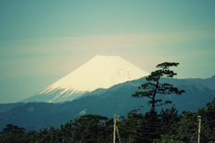 Mt. Fuji with Matsu