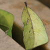 植物撮影  修行中３