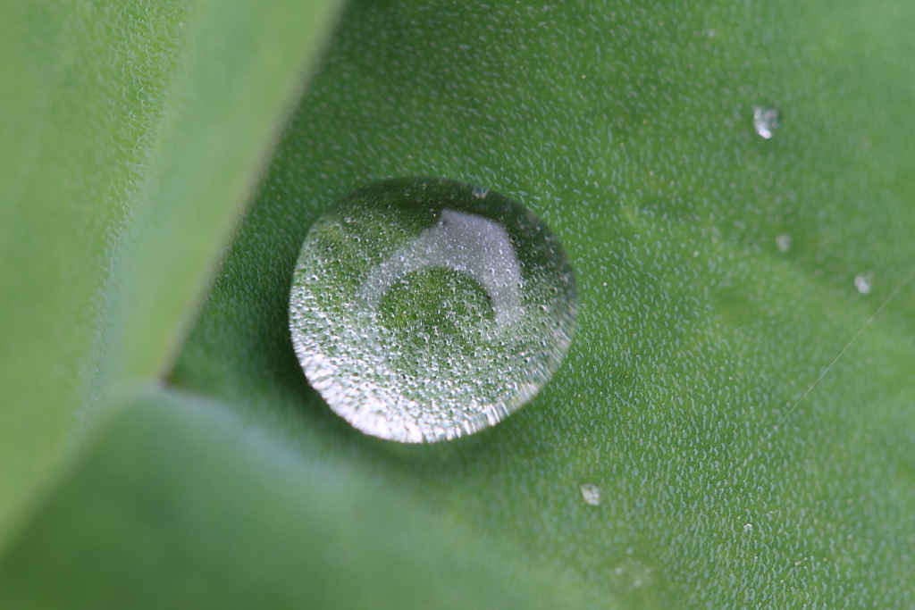 植物撮影  修行中５