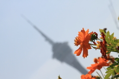 花とタワー