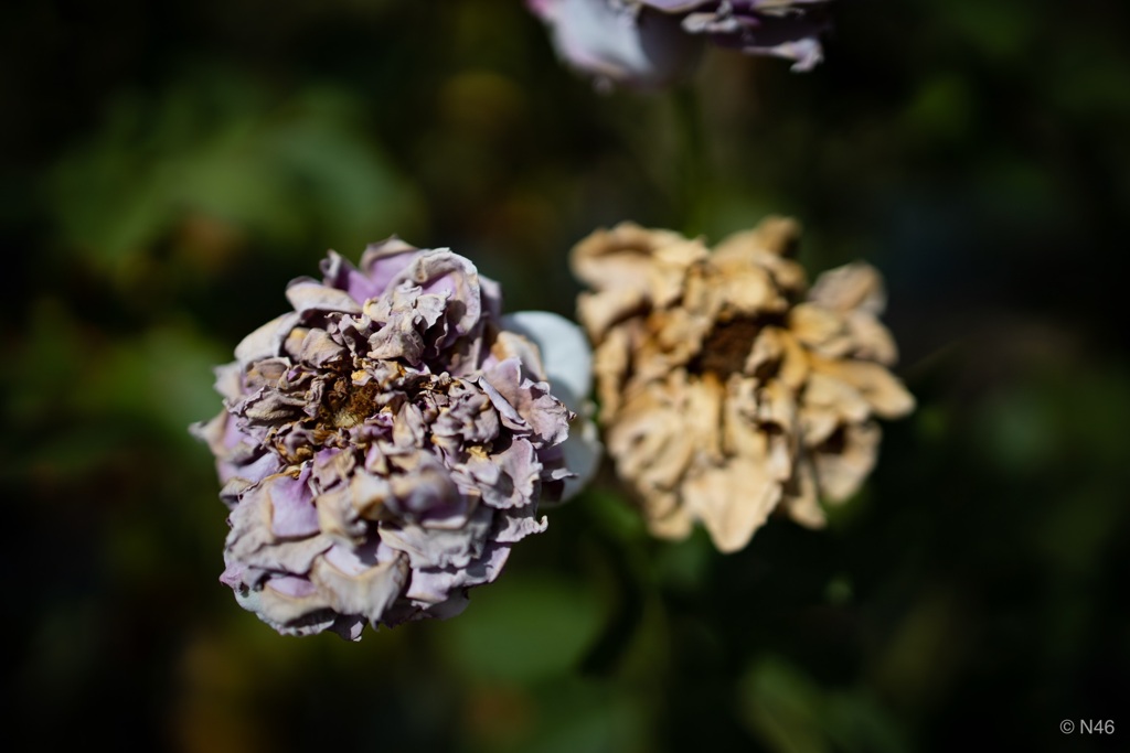 終わりの薔薇