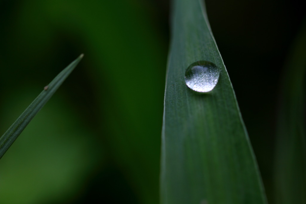 朝露