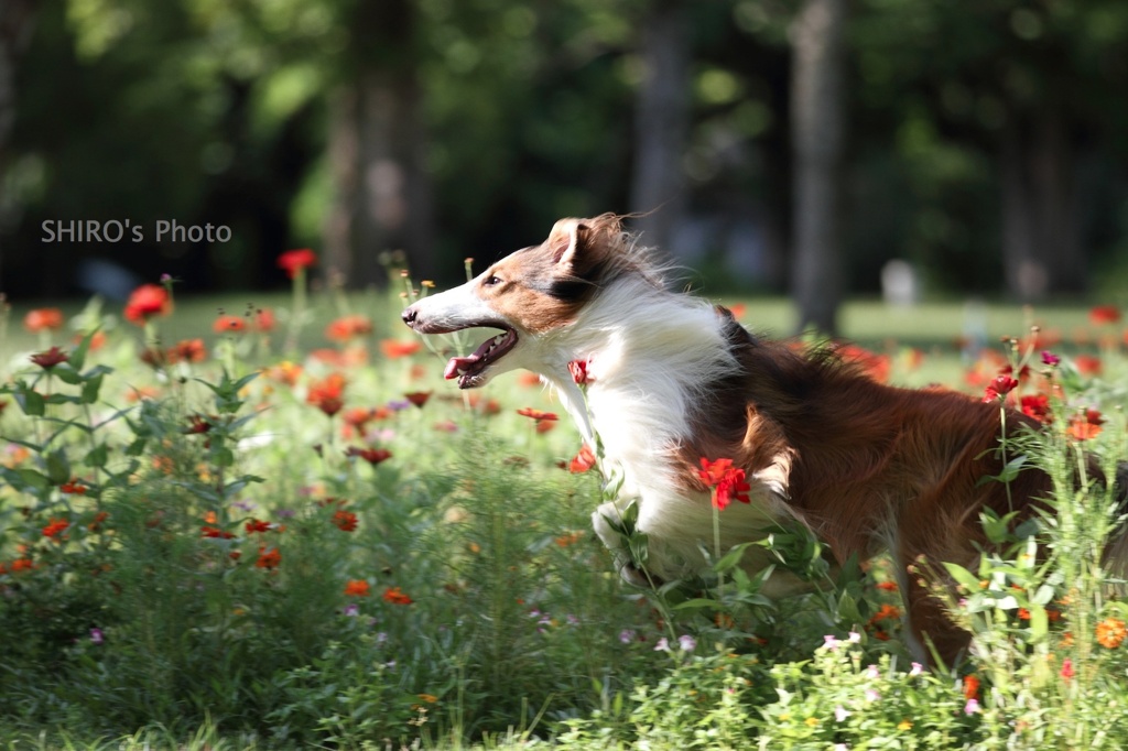 DOG FIGHT