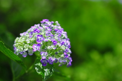 hydrangea