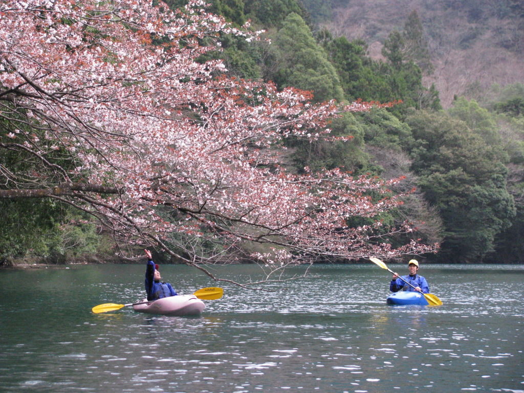 山桜