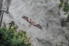 江ノ島　鳶２