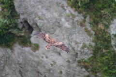 江ノ島　鳶３