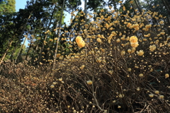 みつまた群生