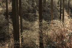 みつまた群生