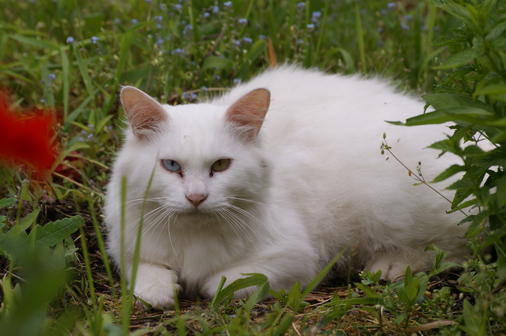 見張り猫