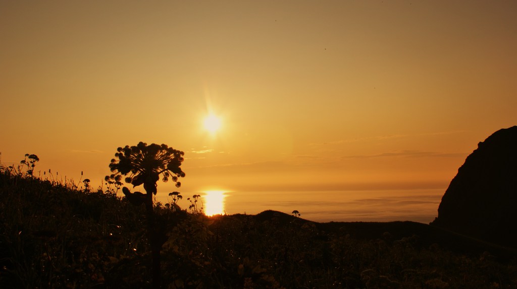 桃展夕日１２
