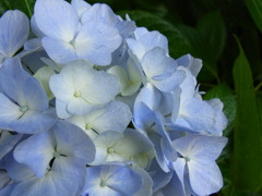 明月院　あじさい　2010