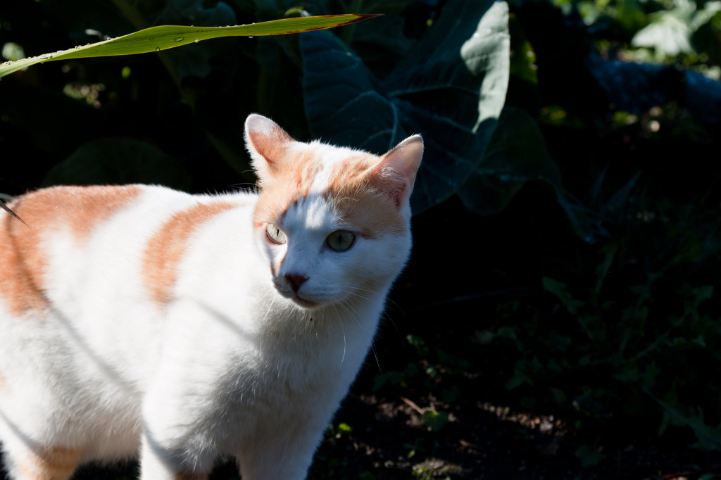 ねこ