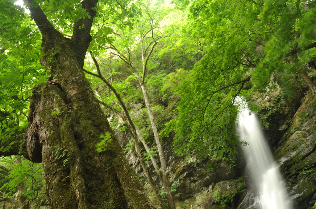 不動滝(秩父)