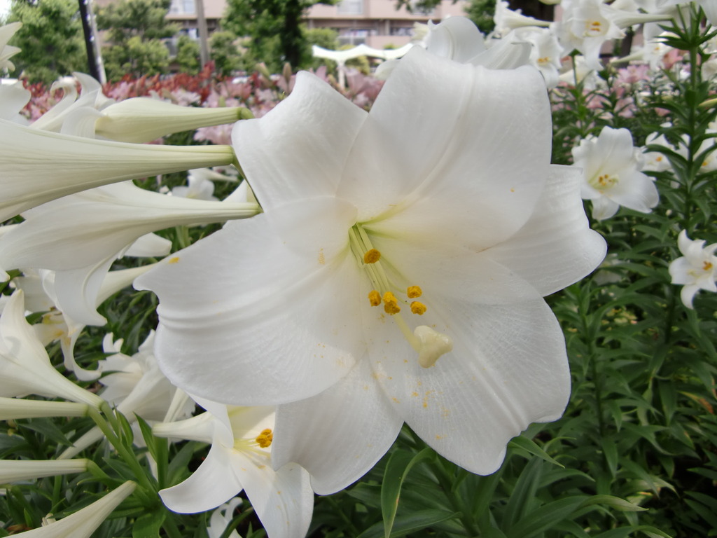 2009_0616_104944-CIMG0045